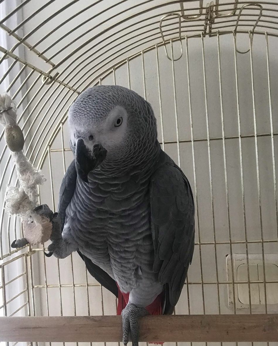 Papagaios do cinza africano para venda